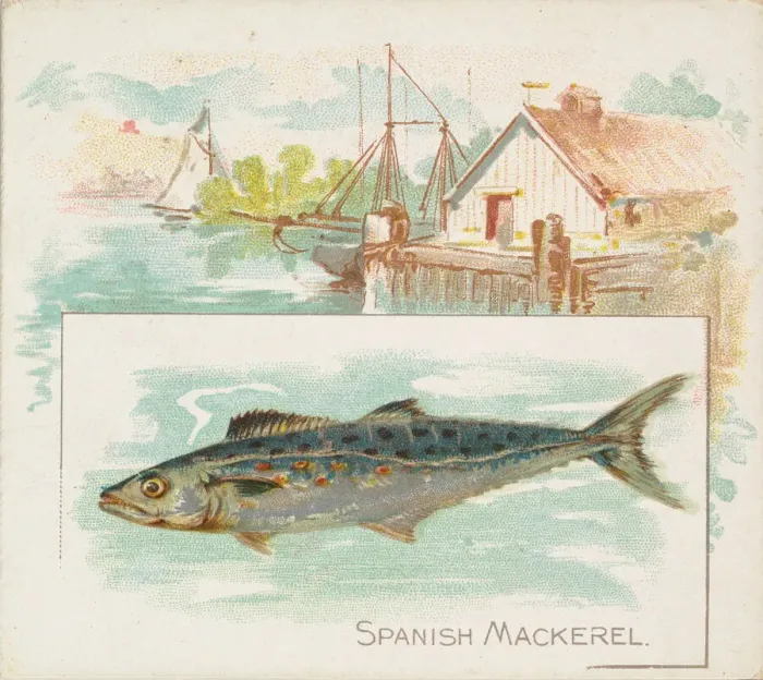 Framed Print : Spanish Mackerel, from Fish from American Waters series (N39) for Allen & Framed Print : Spanish Mackerel, from Fish from American Waters series (N39) for Allen &