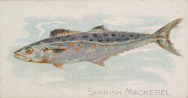 Spanish Mackerel, from the Fish from American Waters series (N8) for Allen &