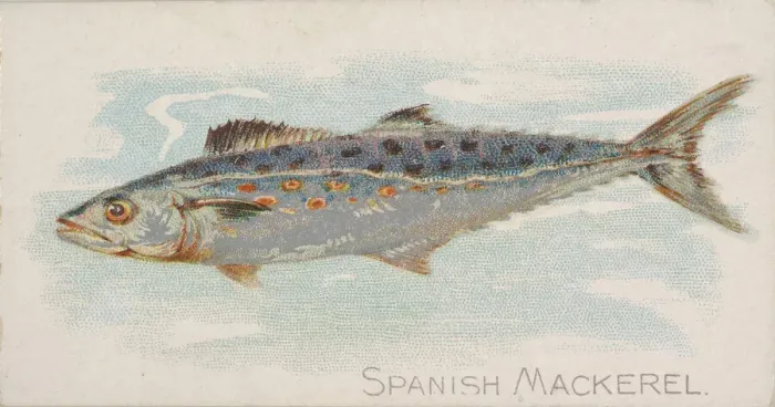 Framed Print : Spanish Mackerel, from the Fish from American Waters series (N8) for Allen & Framed Print : Spanish Mackerel, from the Fish from American Waters series (N8) for Allen &