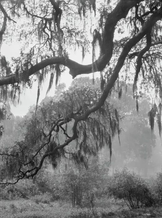 Framed Print : Spanish moss, New Orleans, between 1920 and 1926. Creator: Arnold Genthe Framed Print : Spanish moss, New Orleans, between 1920 and 1926. Creator: Arnold Genthe