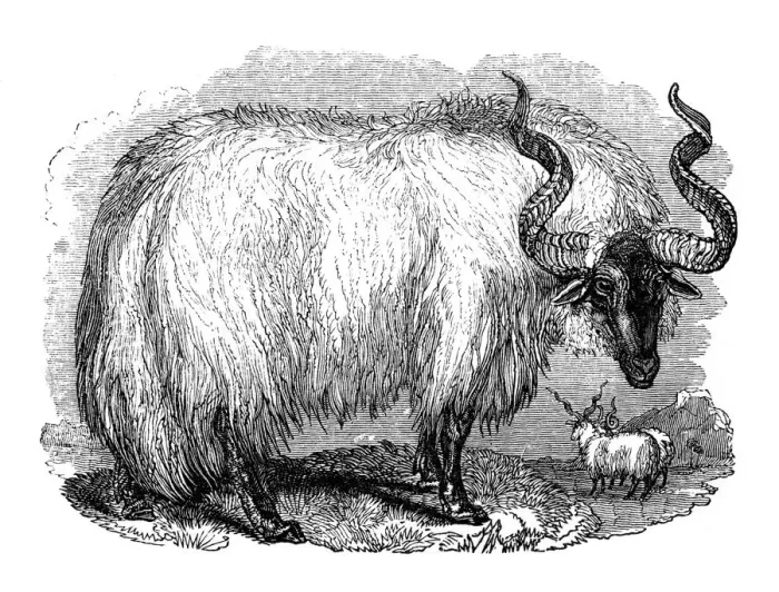 Framed Print : Spanish sheep, 1848