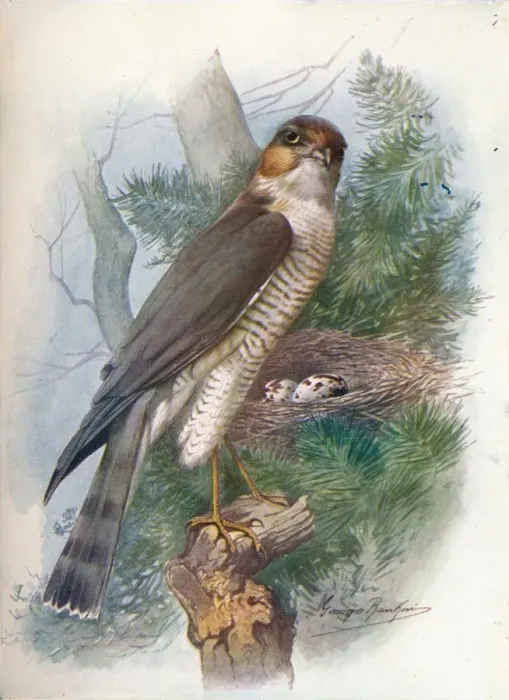 Framed Print : Sparrow-Hawk - Accip iter ni sus, c1910, (1910). Artist: George James Rankin Framed Print : Sparrow-Hawk - Accip iter ni sus, c1910, (1910). Artist: George James Rankin