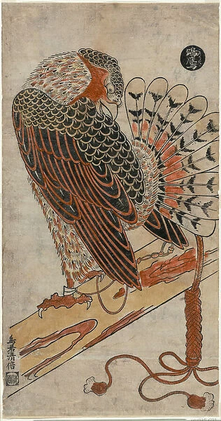 Sparrowhawk (Konori taka), c. 1716. Creator: Torii Kiyomasu I