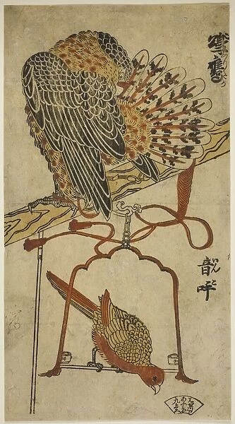 Sparrowhawk and Macaw (Konori taka, inko), c. 1718. Creator: Torii Kiyomasu I