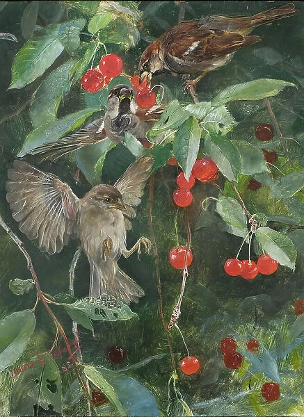 Sparrows in a Cherry Tree. Five studies in one frame, NM 2223-2227, 1885. Creator: Bruno Liljefors