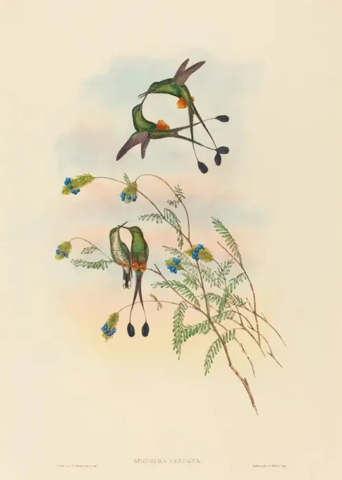 Framed Print : Spathura peruana (Peruvian Racket-Tail). Creators: John Gould, Henry Constantine Richter Framed Print : Spathura peruana (Peruvian Racket-Tail). Creators: John Gould, Henry Constantine Richter