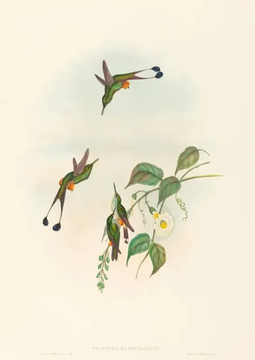 Framed Print : Spathura rufocaligata (Red-booted Racket-Tail). Creators: John Gould Framed Print : Spathura rufocaligata (Red-booted Racket-Tail). Creators: John Gould