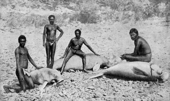 Framed Print : Speared manatee, north-west Australia, 1922 Framed Print : Speared manatee, north-west Australia, 1922