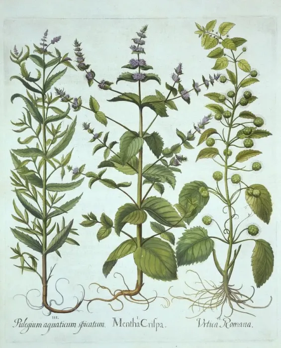 Framed Print : Spearmint, Roman Nettle and Long-Leaved Horsemint, from Hortus Eystettensis, by Basil Besler Framed Print : Spearmint, Roman Nettle and Long-Leaved Horsemint, from Hortus Eystettensis, by Basil Besler