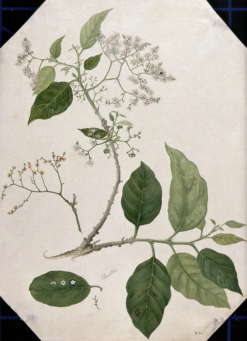 Framed Print : A species of Ehretia: large flowering stem with separate leaf, fruit and flowers, (17--). Creator: Unknown Framed Print : A species of Ehretia: large flowering stem with separate leaf, fruit and flowers, (17--). Creator: Unknown