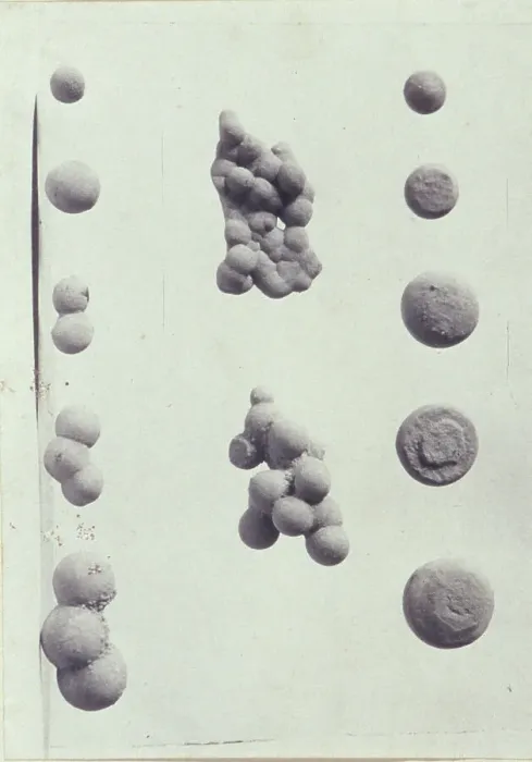 Framed Print : Specimen illustrations for a monograph on clay stones by J.M. Arms Sheldon, c1900. Creator: Frances S. Allen Framed Print : Specimen illustrations for a monograph on clay stones by J.M. Arms Sheldon, c1900. Creator: Frances S. Allen