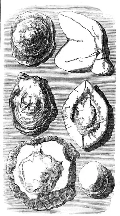 Framed Print : Specimens of Fossils recently found at Tingewick, Bucks. 1857. Creator: Unknown Framed Print : Specimens of Fossils recently found at Tingewick, Bucks. 1857. Creator: Unknown
