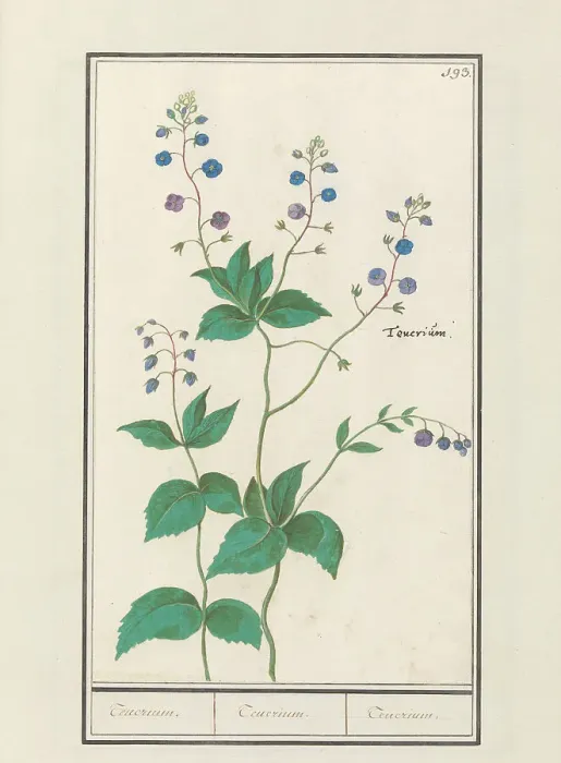 Framed Print : Speedwell or germander speedwelll (Veronica chamaedrys), 1596-1610. Creators: Anselmus de Boodt, Elias Verhulst Framed Print : Speedwell or germander speedwelll (Veronica chamaedrys), 1596-1610. Creators: Anselmus de Boodt, Elias Verhulst
