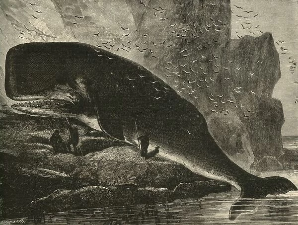 The Sperm-Whale, 1882. Creator: Unknown