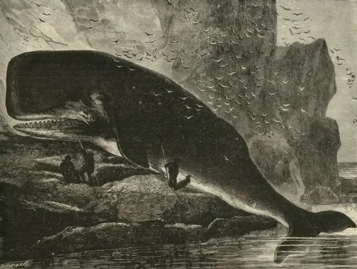 Framed Print : The Sperm-Whale, 1882. Creator: Unknown Framed Print : The Sperm-Whale, 1882. Creator: Unknown