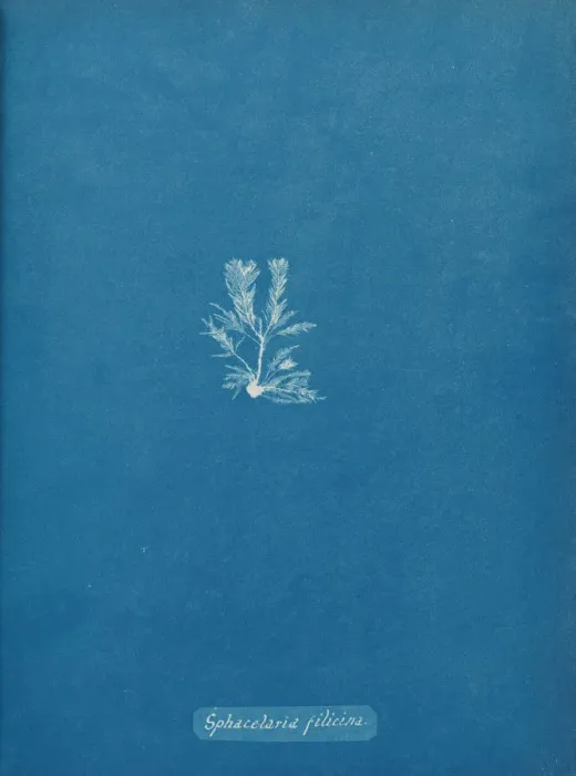 Framed Print : Sphacelaria filicina, ca. 1853. Creator: Anna Atkins Framed Print : Sphacelaria filicina, ca. 1853. Creator: Anna Atkins