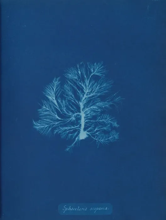 Framed Print : Sphacelaria scoparia, ca. 1853. Creator: Anna Atkins Framed Print : Sphacelaria scoparia, ca. 1853. Creator: Anna Atkins