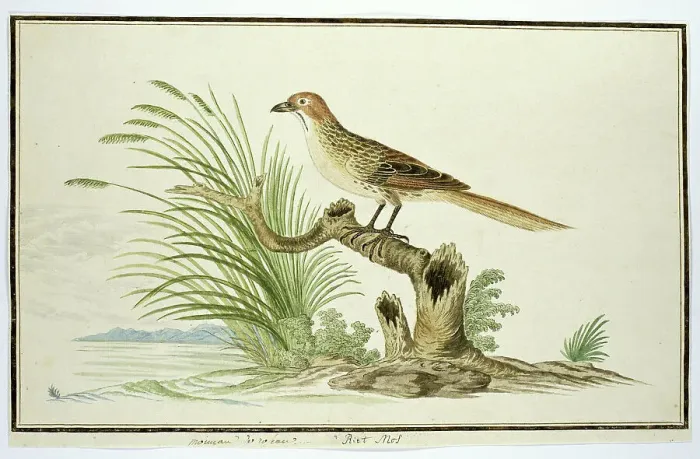 Framed Print : Sphenoeacus afer (Cape grassbird), 1777-1786. Creator: Robert Jacob Gordon Framed Print : Sphenoeacus afer (Cape grassbird), 1777-1786. Creator: Robert Jacob Gordon