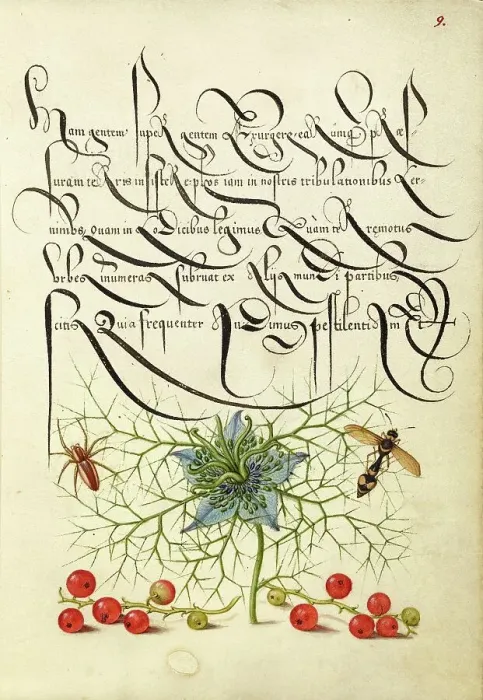 Framed Print : Spider, Love-in-a-Mist, Potter Wasp, and Red Curran, 1561-1562; illumination added 1591-1596. Creator: Joris Hoefnagel Framed Print : Spider, Love-in-a-Mist, Potter Wasp, and Red Curran, 1561-1562; illumination added 1591-1596. Creator: Joris Hoefnagel