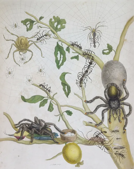 Framed Print : Spiders with their eggs, 1705. Creator: Pieter Sluyter Framed Print : Spiders with their eggs, 1705. Creator: Pieter Sluyter