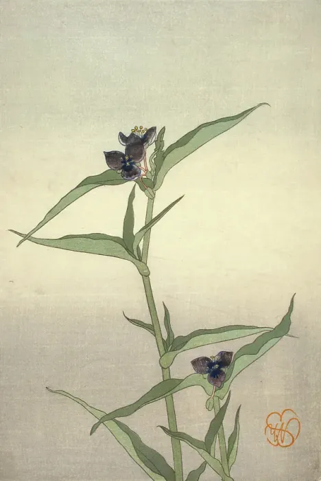 Framed Print : Spiderwort, about 1908. Creator: Wilhelmina Seegmiller Framed Print : Spiderwort, about 1908. Creator: Wilhelmina Seegmiller