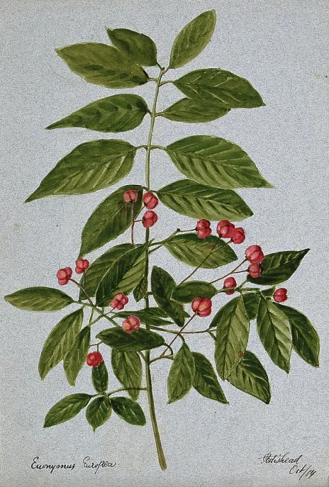 Framed Print : Spindle-tree (Euonymus europea): fruiting stem, 1904. Creator: Unknown Framed Print : Spindle-tree (Euonymus europea): fruiting stem, 1904. Creator: Unknown