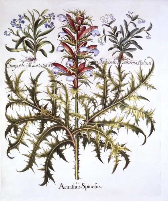 Framed Print : Spiny Bears Breech and Forget-Me-Nots, from Hortus Eystettensis, by Basil Besler (1561-1629) Framed Print : Spiny Bears Breech and Forget-Me-Nots, from Hortus Eystettensis, by Basil Besler (1561-1629)