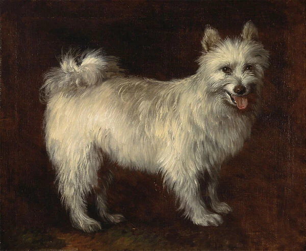 Spitz Dog; A Dog, ca. 1765. Creator: Thomas Gainsborough