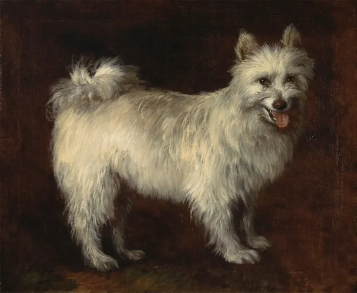 Framed Print : Spitz Dog; A Dog, ca. 1765. Creator: Thomas Gainsborough Framed Print : Spitz Dog; A Dog, ca. 1765. Creator: Thomas Gainsborough