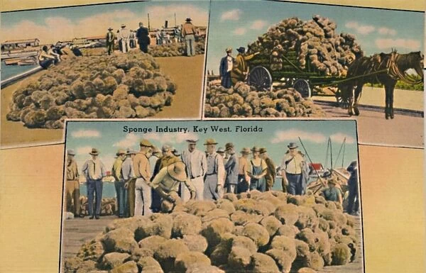 Sponge Industry, Key West, Florida, c1940s