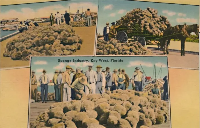 Framed Print : Sponge Industry, Key West, Florida, c1940s Framed Print : Sponge Industry, Key West, Florida, c1940s