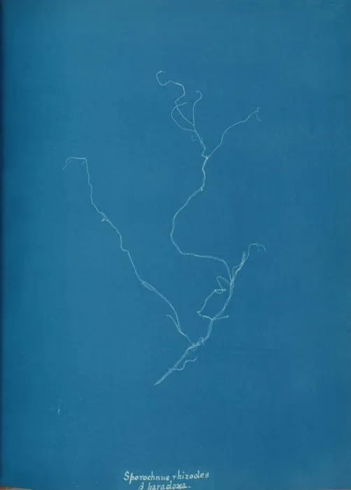 Framed Print : Sporochnius rhizodes B paracloxa, ca. 1853. Creator: Anna Atkins Framed Print : Sporochnius rhizodes B paracloxa, ca. 1853. Creator: Anna Atkins