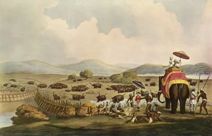 Framed Print : Sport in India - Driving Elephants Into A Keddah, c1808, (1901). Creator: Unknown Framed Print : Sport in India - Driving Elephants Into A Keddah, c1808, (1901). Creator: Unknown