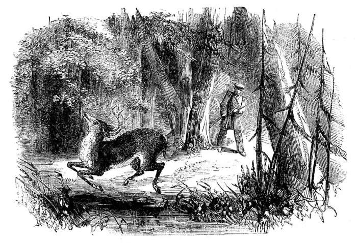 Framed Print : Sporting Scenes in Canada - Deerstalking: the Death Jump, 1858. Creator: Unknown Framed Print : Sporting Scenes in Canada - Deerstalking: the Death Jump, 1858. Creator: Unknown