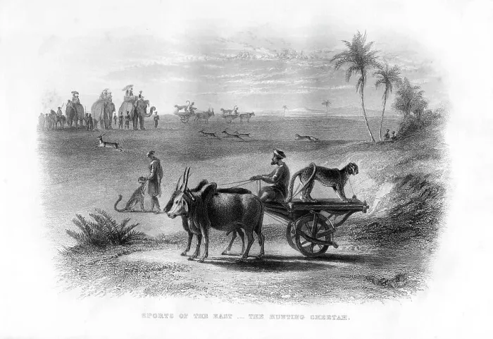 Framed Print : Sports of the East, The Hunting Cheetah, 19th century Framed Print : Sports of the East, The Hunting Cheetah, 19th century