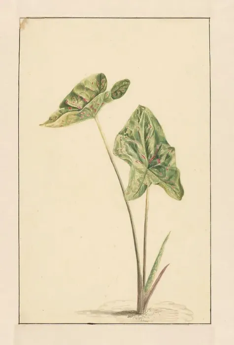 Framed Print : Spotted arum, 1668-1729. Creator: Vincent Laurentz van der Vinne I Framed Print : Spotted arum, 1668-1729. Creator: Vincent Laurentz van der Vinne I