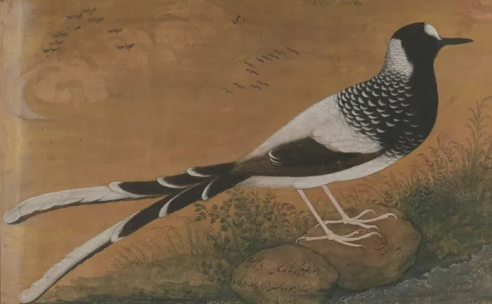 Framed Print : Spotted Forktail, Folio from the Shah Jahan Album, recto: ca. 1610-15; verso ca. 1540 Framed Print : Spotted Forktail, Folio from the Shah Jahan Album, recto: ca. 1610-15; verso ca. 1540
