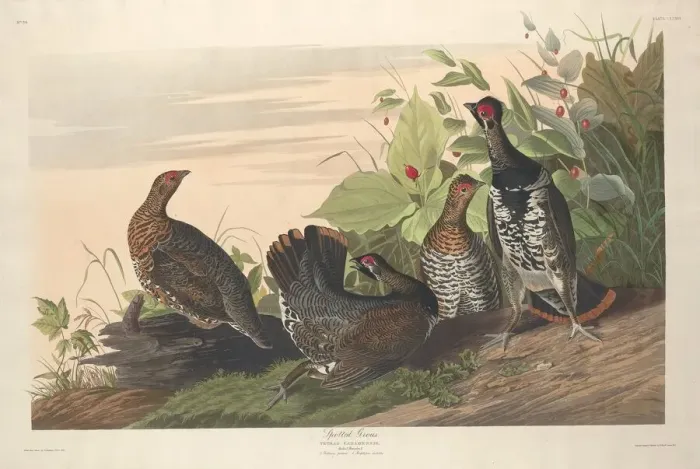 Framed Print : Spotted Grous, 1833. Creator: Robert Havell Framed Print : Spotted Grous, 1833. Creator: Robert Havell
