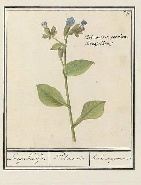 Spotted Lungwort (Pulmonaria officinalis), 1596-1610. Creators: Anselmus de Boodt, Elias Verhulst
