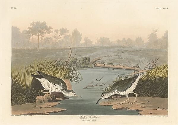 Spotted Sandpiper, 1836. Creator: Robert Havell
