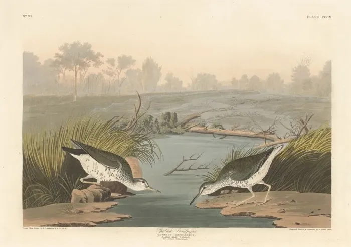 Framed Print : Spotted Sandpiper, 1836. Creator: Robert Havell Framed Print : Spotted Sandpiper, 1836. Creator: Robert Havell