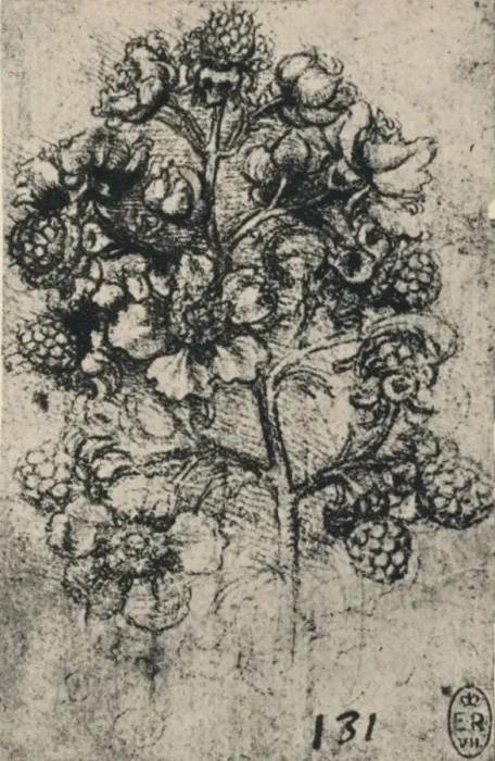 Framed Print : A Spray of Brambles, c1480 (1945). Artist: Leonardo da Vinci Framed Print : A Spray of Brambles, c1480 (1945). Artist: Leonardo da Vinci