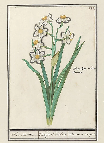 Spray Daffodil (Narcissus), 1596-1610. Creators: Anselmus de Boodt, Elias Verhulst