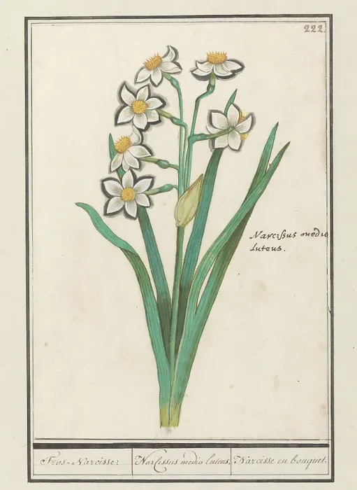 Framed Print : Spray Daffodil (Narcissus), 1596-1610. Creators: Anselmus de Boodt, Elias Verhulst Framed Print : Spray Daffodil (Narcissus), 1596-1610. Creators: Anselmus de Boodt, Elias Verhulst