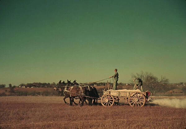 Spreading fertilizer from 4-mule team wagon, Georgia, ca. 1940. Creator: Marion Post Wolcott