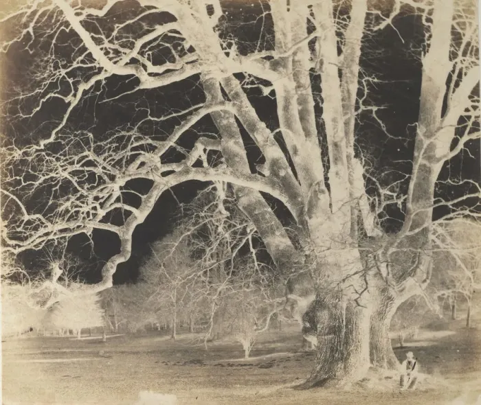 Framed Print : Spreading Oak with Seated Figure, 1850s. Creator: Unknown Framed Print : Spreading Oak with Seated Figure, 1850s. Creator: Unknown