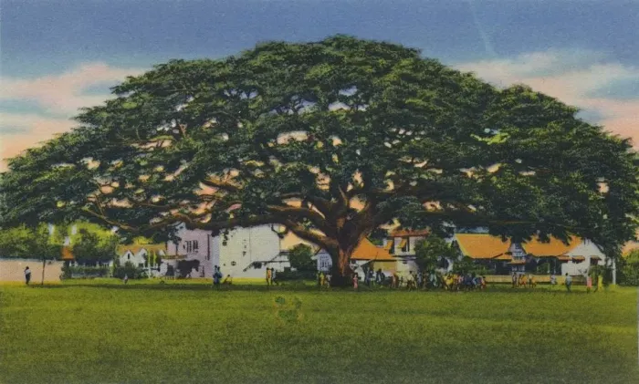 Framed Print : Spreading Samoan Tree, Trinidad, B. W. I. c1940s. Creator: Unknown Framed Print : Spreading Samoan Tree, Trinidad, B. W. I. c1940s. Creator: Unknown
