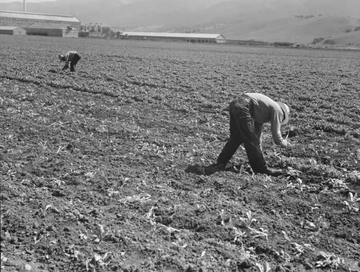 Framed Print : Spreckels sugar factory and sugar beet field, Monterey County, California, 1939. Creator: Dorothea Lange Framed Print : Spreckels sugar factory and sugar beet field, Monterey County, California, 1939. Creator: Dorothea Lange