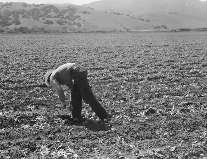 Framed Print : Spreckels sugar factory and sugar beet field, Monterey County, California, 1939. Creator: Dorothea Lange Framed Print : Spreckels sugar factory and sugar beet field, Monterey County, California, 1939. Creator: Dorothea Lange