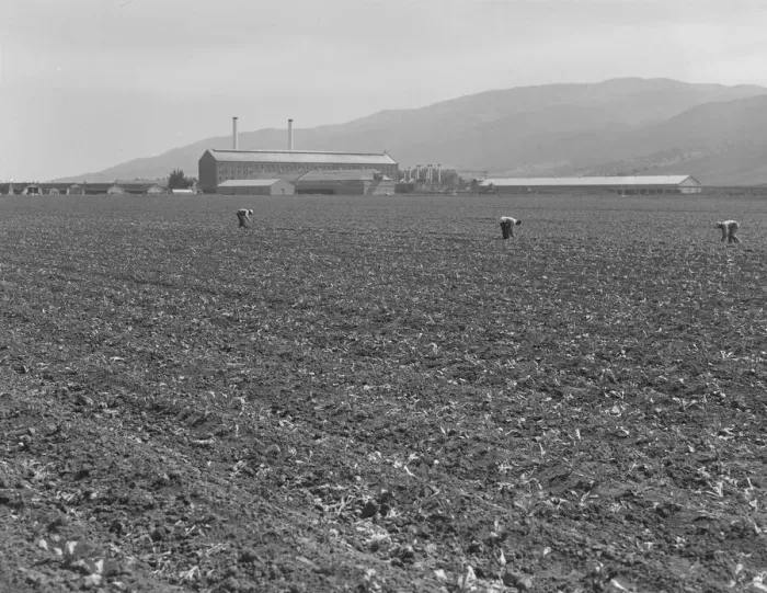 Framed Print : Spreckels sugar factory and sugar beet field, Monterey County, California, 1939. Creator: Dorothea Lange Framed Print : Spreckels sugar factory and sugar beet field, Monterey County, California, 1939. Creator: Dorothea Lange